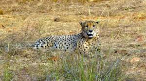 अफ्रीका से लाए गए चीतों को अक्टूबर के आखिर में जंगल में छोड़ा जाएगा अफ्रीका से लाए गए चीतों को अक्टूबर के आखिर में जंगल में छोड़ा जाएगा