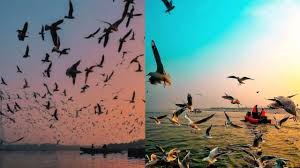 महाकुम्भ में एक और दो फरवरी को बर्ड फेस्टिवल का आयोजन महाकुम्भ में एक और दो फरवरी को बर्ड फेस्टिवल का आयोजन