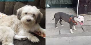 पन्ना बाघ अभ्यारण्य के बफर जोन में 1150 कुत्तों को सीडीवी का टीका लगाया जा रहा पन्ना बाघ अभ्यारण्य के बफर जोन में 1150 कुत्तों को सीडीवी का टीका लगाया जा रहा