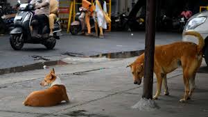 भारत में पशुओं के काटने के हर चार में से तीन मामले कुत्तों से जुड़े: लैंसेट भारत में पशुओं के काटने के हर चार में से तीन मामले कुत्तों से जुड़े: लैंसेट