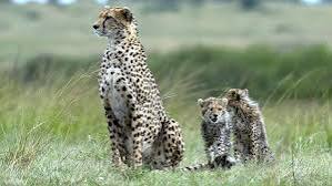 कूनो राष्ट्रीय उद्यान के जंगल में ‘गामिनी' चीता और उसके चार शावक छोड़े गये कूनो राष्ट्रीय उद्यान के जंगल में ‘गामिनी' चीता और उसके चार शावक छोड़े गये