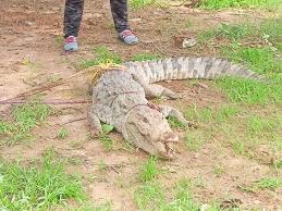 गांव में घुसा छह फुट से अधिक लंबा मगरमच्छ, पकड़कर जंगल में छोड़ा गया गांव में घुसा छह फुट से अधिक लंबा मगरमच्छ, पकड़कर जंगल में छोड़ा गया