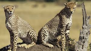 दिसंबर तक और चीते आने की संभावना दिसंबर तक और चीते आने की संभावना