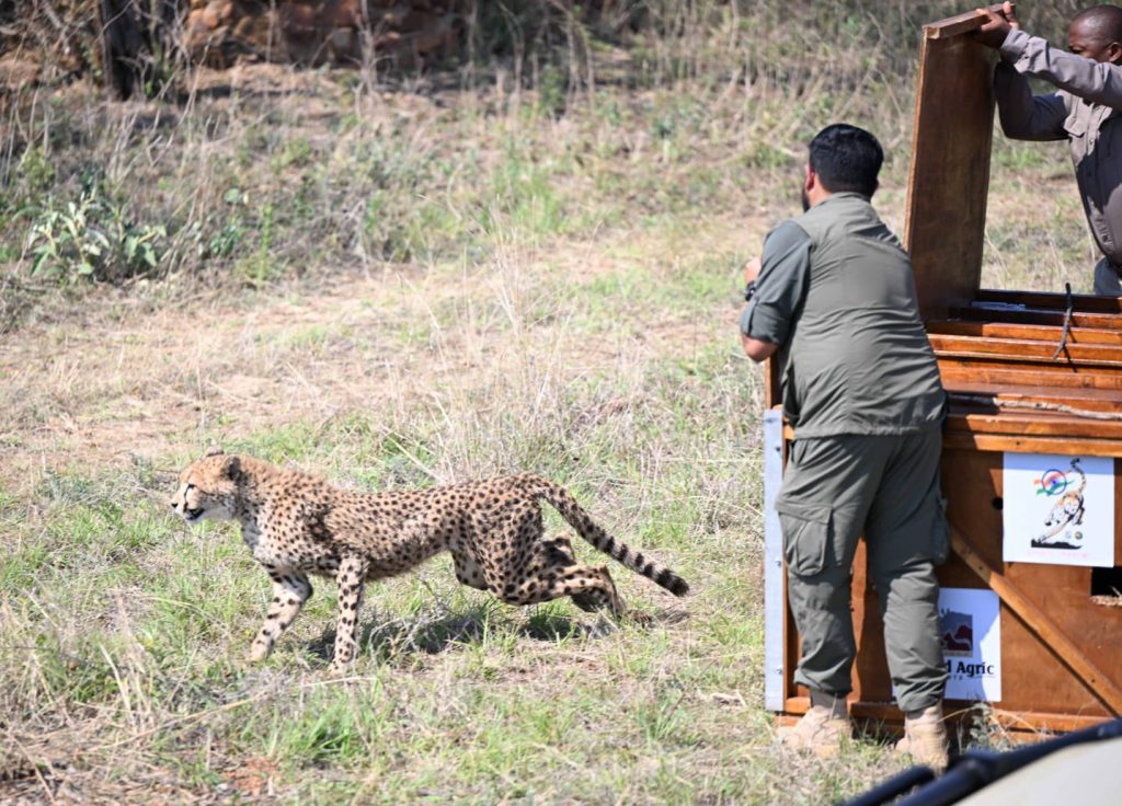 बोत्सवाना ने ‘प्रोजेक्ट चीता’ के तहत भारत को सौंपे 8 चीते बोत्सवाना ने ‘प्रोजेक्ट चीता’ के तहत भारत को सौंपे 8 चीते