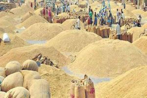  देश के सभी राज्यों में इस वर्ष धान की खरीद में  48 प्रतिशत की वृद्धि