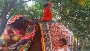  बाबा रामदेव हाथी से गिरे! वीडियो वायरल