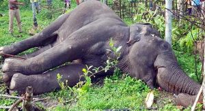  बिजली के तारों के संपर्क में आने से हाथी की मौत