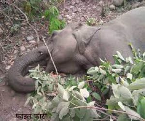   हादसे में जंगली हाथी की मौत