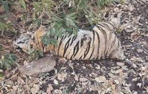 कान्हा बाघ अभयारण्य में मिला वृद्ध बाघ का शव