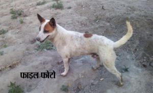 पागल कुत्ते ने छह लोगों को काटा