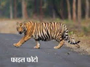 बाघिन के हमले में बच्चे की मौत!