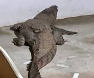 मकान के बरामदे में पहुंचा मगरमच्छ