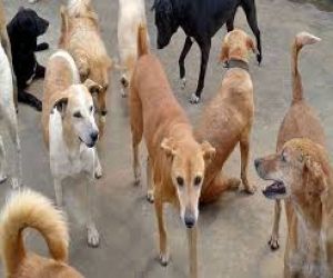 लावारिस कुत्ते के हत्यारे की सूचना देने वाले को 50 हजार रुपए का इनाम