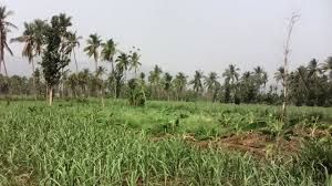 भारत मे 2018 और 2022 के बीच बड़ी कृषि भूमि के 50 लाख पेड़ हुए गायब: अध्ययन