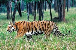 ओडिशा का सिमिलिपाल बाघ संरक्षित क्षेत्र एक जुलाई से पर्यटकों के लिए बंद रहेगा: अधिकारी