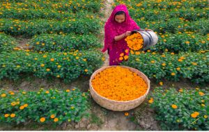 डिजिटल इंडिया से डिजिटल पंचायत तक: गांवों में बदलता शासन का चेहरा डिजिटल इंडिया से डिजिटल पंचायत तक: गांवों में बदलता शासन का चेहरा