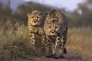  नौरादेही अभयारण्य बनेगा चीतों का तीसरा घर, अफ्रीका से चीते लाकर छोड़ेंगे : मोहन यादव