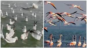 झारखंड के जलाशयों में प्रवासी पक्षियों का आगमन शुरू