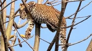 किसान ने बेटे और खुद पर हमला करने वाले तेंदुए को दरांती और बरछी से मार डाला