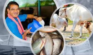 बजट में पशु चिकित्सा, नारियल, मत्स्य पालन के लिए कई उपायों की घोषणा