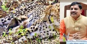  मध्यप्रदेश का पर्यावरण चीतों के लिये पूरी तरह अनुकूल: यादव