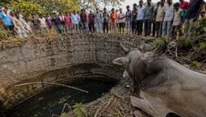 बैल को बचाने कुएं में उतरे तीन लोगों की दम घुटने से मौत, एक की हालत गंभीर बैल को बचाने कुएं में उतरे तीन लोगों की दम घुटने से मौत, एक की हालत गंभीर