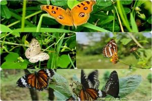 असम के अभयारण्य में तरह-तरह की तितलियों का बसेरा, नयी किताब में किया गया 281 प्रजातियों का जिक्र असम के अभयारण्य में तरह-तरह की तितलियों का बसेरा, नयी किताब में किया गया 281 प्रजातियों का जिक्र