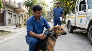 आवारा कुत्तों की निगरानी के लिए माइक्रोचिपिंग प्रणाली शुरू करेगा नगर निगम