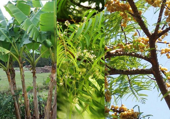 ये पेड़ लाते हैं सकारात्मक ऊर्जा....इनकी छाया में जरूर बैठें.... ये पेड़ लाते हैं सकारात्मक ऊर्जा....इनकी छाया में जरूर बैठें....