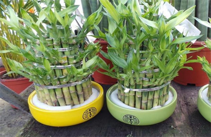 घर या ऑफिस में बांस का पौधा लगाते वक्त रखें खास ध्यान, नहीं तो उल्टा होगा असर...! घर या ऑफिस में बांस का पौधा लगाते वक्त रखें खास ध्यान, नहीं तो उल्टा होगा असर...!