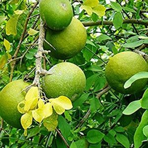 देवी पार्वती के ललाट के पसीने से उपजा श्रीफल या शिवद्रूम