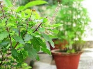    जानिए वास्तु शास्त्र के अनुसार तुलसी का पौधा घर में किस दिशा में लगाना चाहिए