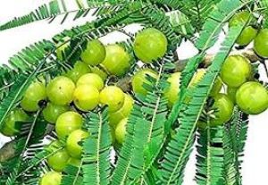  घर में इस दिशा में लगाएं आंवले का पेड़, होगा सकारात्मक उर्जा का प्रवाह