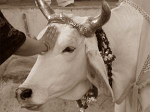 गोपाष्टमी आज, गाय की पूजा करने से होती है मनचाहे फल की प्राप्ति
