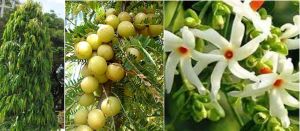 अगर पाना चाहते हैं धन समृद्धि, तो घर में जरूर लगाएं ये पौधे अगर पाना चाहते हैं धन समृद्धि, तो घर में जरूर लगाएं ये पौधे