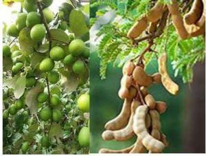 भूल कर भी घर में ना लगाएं ये पौधे... भूल कर भी घर में ना लगाएं ये पौधे...