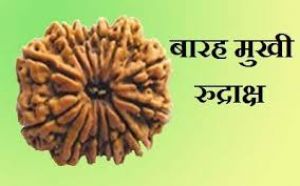  सभी प्रकार की पीड़ाओं को खत्म कर सकता है बारह मुखी रुद्राक्ष