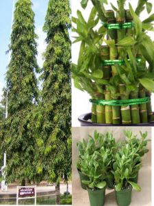 घर में जरूर लगाएं ये तीन पौधे, घर में सुख-समृद्धि और खुशियां आएंगी घर में जरूर लगाएं ये तीन पौधे, घर में सुख-समृद्धि और खुशियां आएंगी