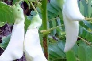 पैसों से जुड़ी हर समस्या का समाधान हैं ये पौधे