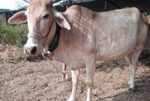 इन चीजों को देखने मात्र से ही हो जाती है पुण्य की प्राप्ति...! इन चीजों को देखने मात्र से ही हो जाती है पुण्य की प्राप्ति...!