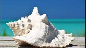 रोज शंख बजाने से होंगे ये चमत्कारी लाभ, दूर होंगी कई परेशानियां रोज शंख बजाने से होंगे ये चमत्कारी लाभ, दूर होंगी कई परेशानियां