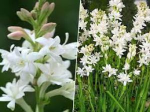 घर की इस दिशा में लगाएं रजनीगंधा का पौधा, मिलेगा खूब सारा धन और होगी बरकत घर की इस दिशा में लगाएं रजनीगंधा का पौधा, मिलेगा खूब सारा धन और होगी बरकत