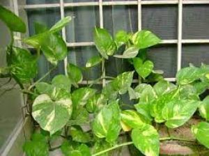 घर में इन पौधों को लगाने से नहीं होता धन का कभी अभाव ...! एक बात का रखें ध्यान घर में इन पौधों को लगाने से नहीं होता धन का कभी अभाव ...! एक बात का रखें ध्यान