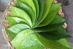 पान के पत्ते के इन उपायों को करें, हर समस्या से मिल सकता है छुटकारा...! पान के पत्ते के इन उपायों को करें, हर समस्या से मिल सकता है छुटकारा...!