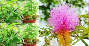 सावन में तुलसी के साथ इन पवित्र पौधों को लगाएं, बरसेगी कृपा! सावन में तुलसी के साथ इन पवित्र पौधों को लगाएं, बरसेगी कृपा!