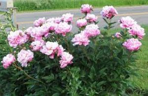 शादी में हो रही है देरी तो घर में लगाएं ये पौधा, शीघ्र बनेंगे विवाह के योग शादी में हो रही है देरी तो घर में लगाएं ये पौधा, शीघ्र बनेंगे विवाह के योग