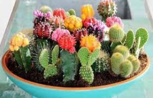  वास्तु शास्त्र के अनुसार घर के बाहर इन चीजें को कभी ना रखें...