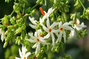 घर में इस पौधे को लगाने से आती है समृद्धि, धन-धान्य से भर जाता है घर घर में इस पौधे को लगाने से आती है समृद्धि, धन-धान्य से भर जाता है घर