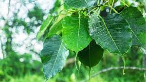  इन पेड़ों की पूजा करने से प्राप्त होगा पितरों का आशीर्वाद