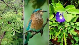  दशहरा में शमी -अपराजिता पूजन और नीलकंठ के दर्शन का क्या है महत्व?